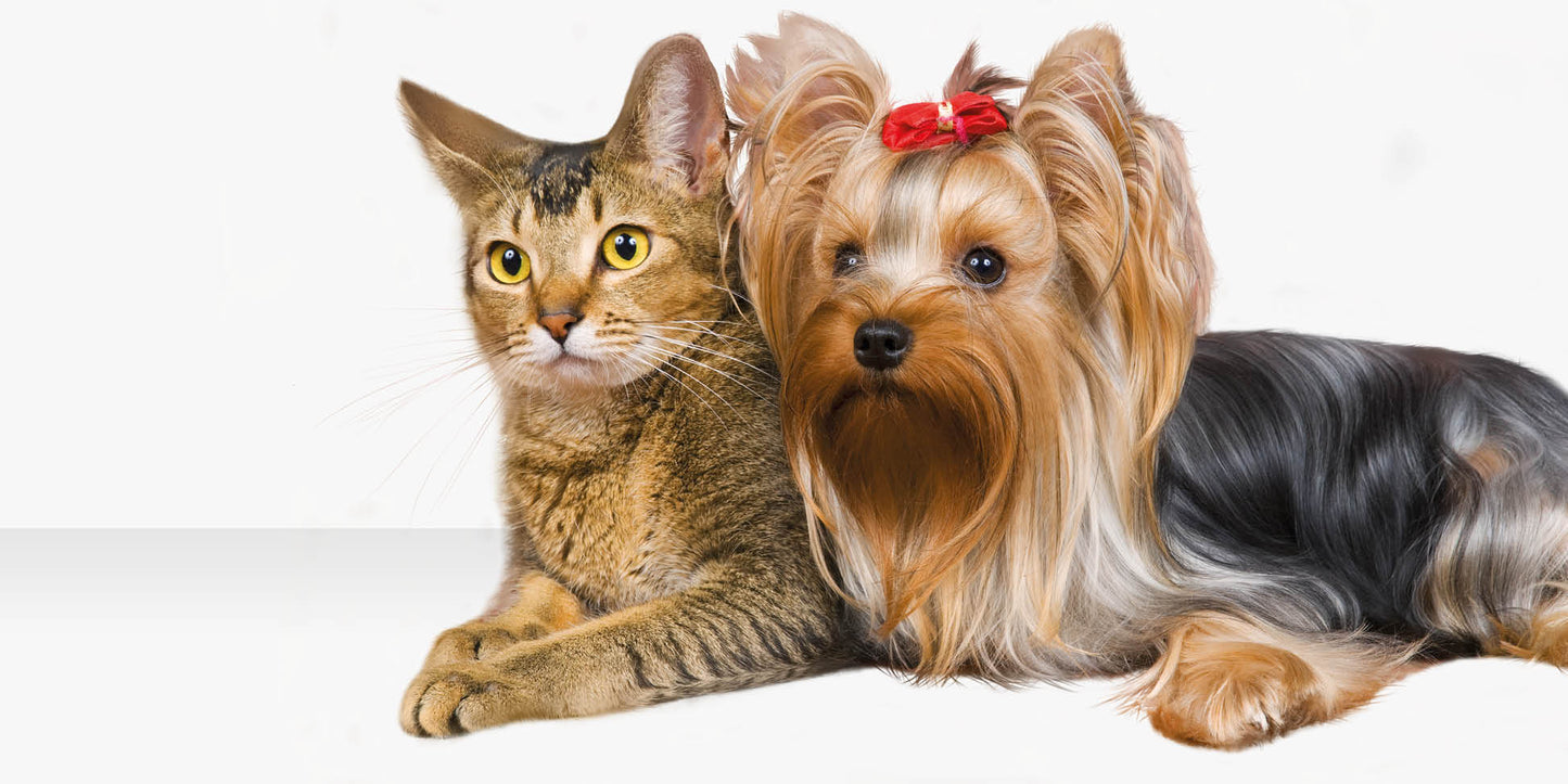 Secador de Pelo para Mascotas Vapurr