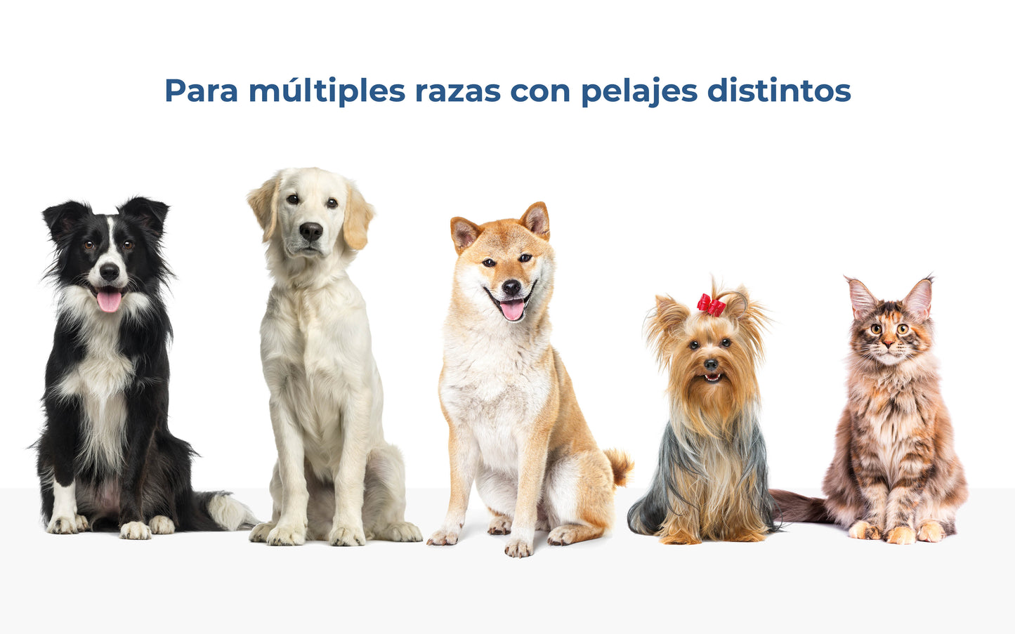 Secador de Pelo para Mascotas Vapurr